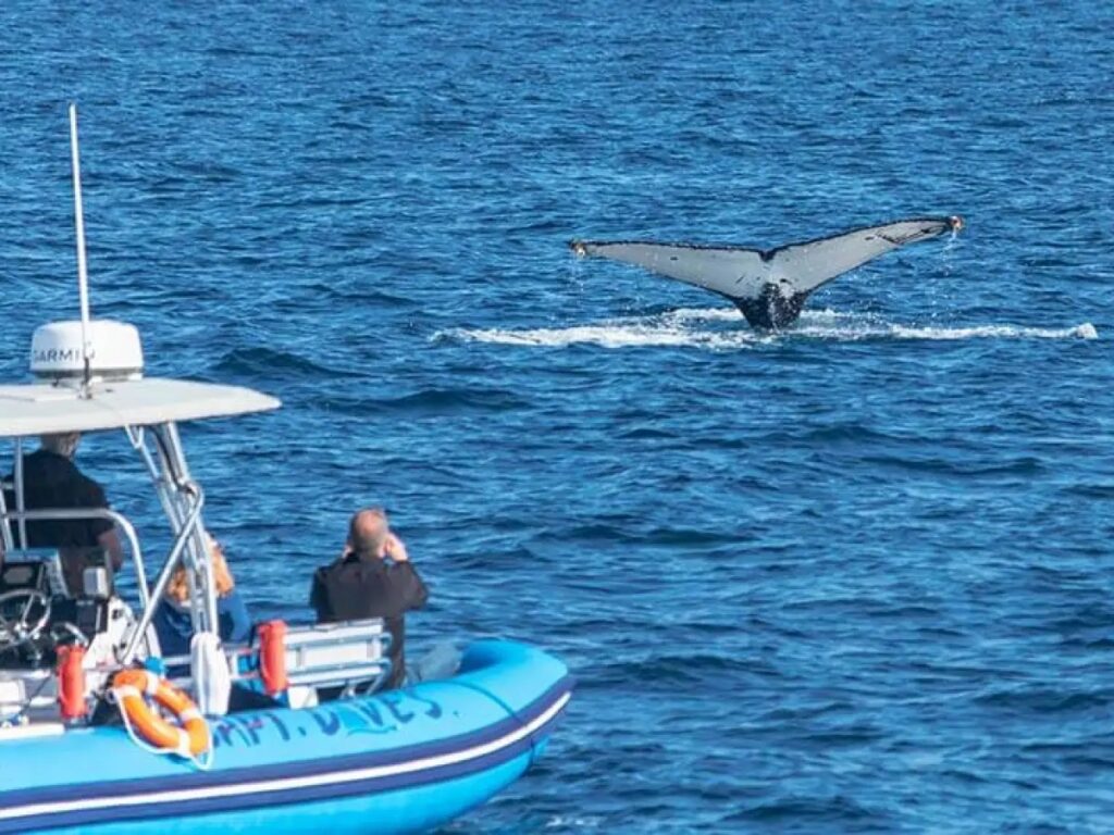 Whale Watching